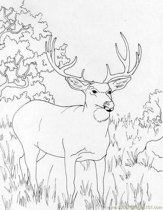 Download or print this amazing coloring page coloring pages muledeer mammals deer