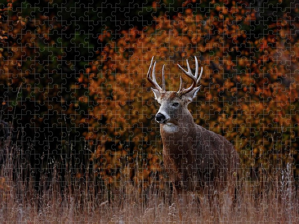 Big buck in fall