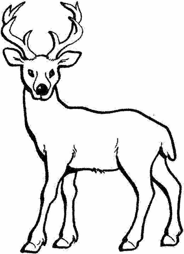 Buck deer coloring pages deer coloring pages animal coloring pages deer sketch