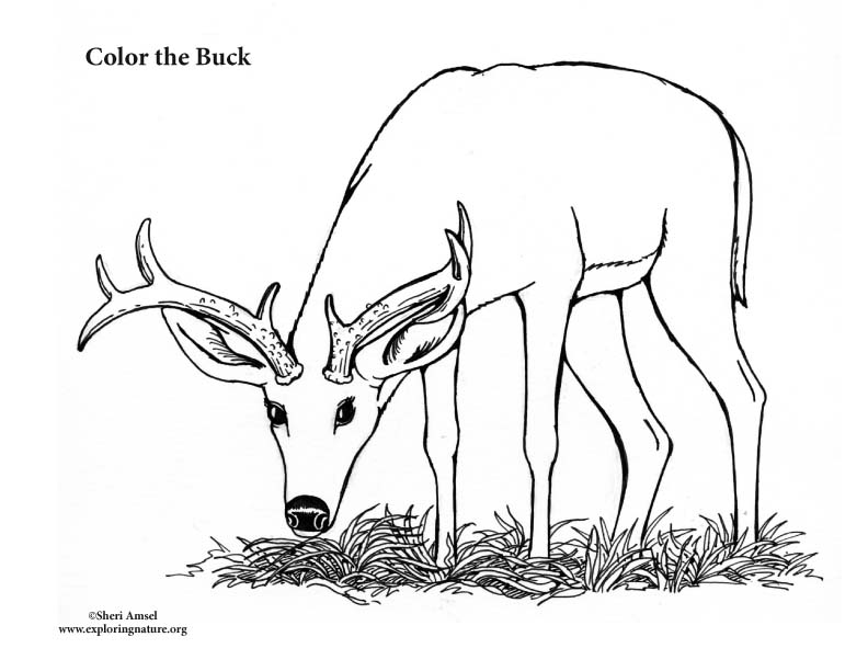 Buck male deer coloring page