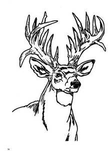 Deer coloring page deer coloring pages horse coloring pages animal coloring pages