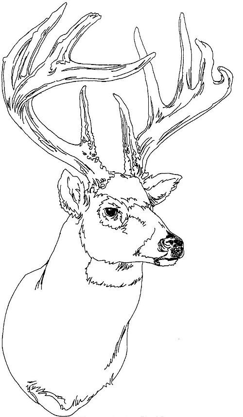 Woods squamish deer coloring pages animal coloring pages coloring pages