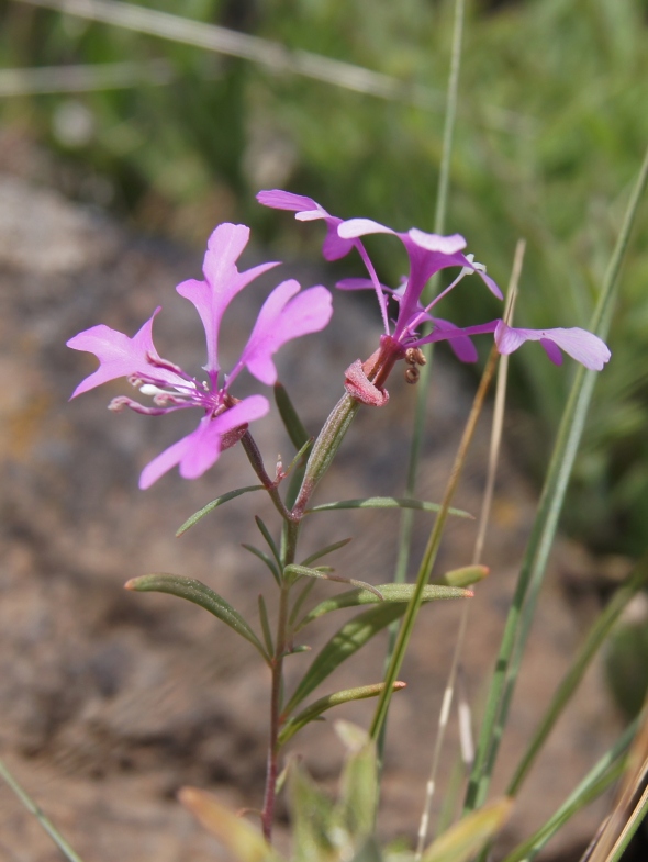 Elkhorns clarkia clarkia pulchella