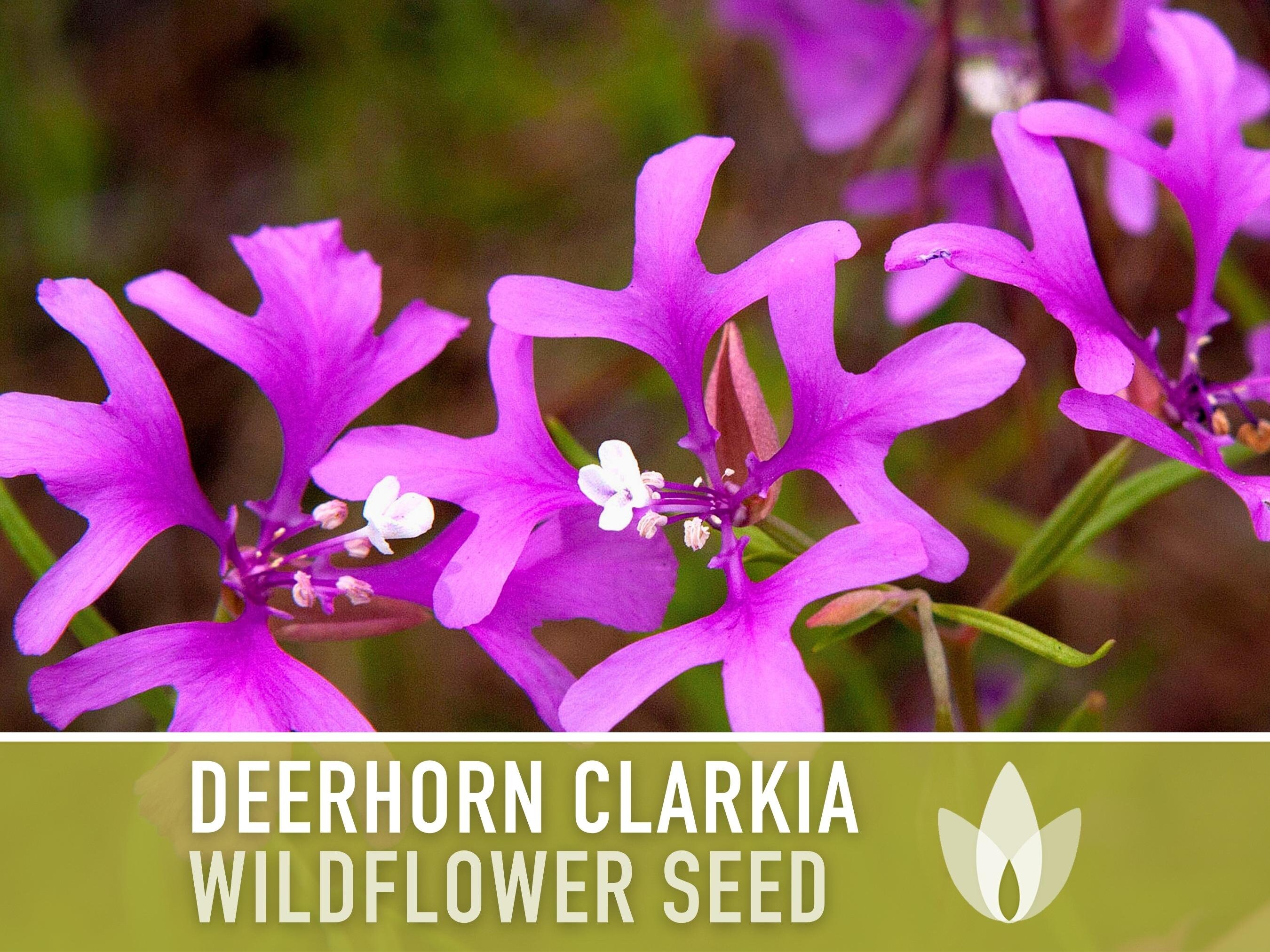 Clarkia deerhorn flower seeds heirloom seeds pink fairies ragged robin californa native wildflower pollinator friendly non