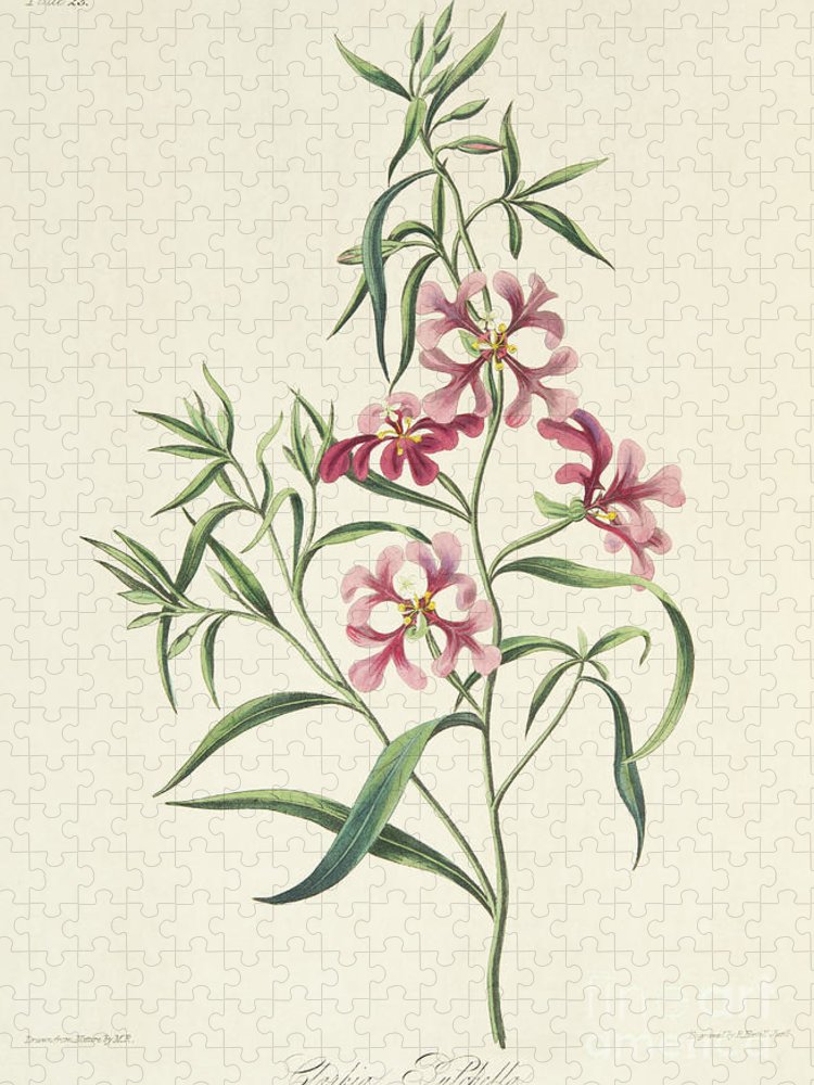 Pretty clarkia jigsaw puzzle by margaret roscoe