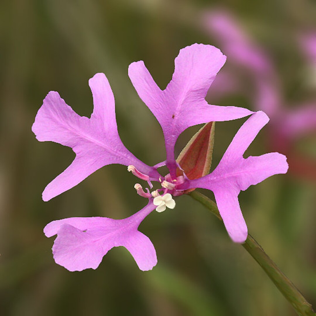 Buy clarkia pulchella deerhorn clarkia seed online in india