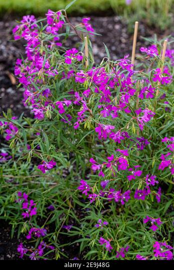 Deerhorn clarkia fjãrilsclarkia clarkia pulchella stock photo