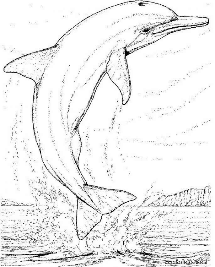 Dolphin coloring pages