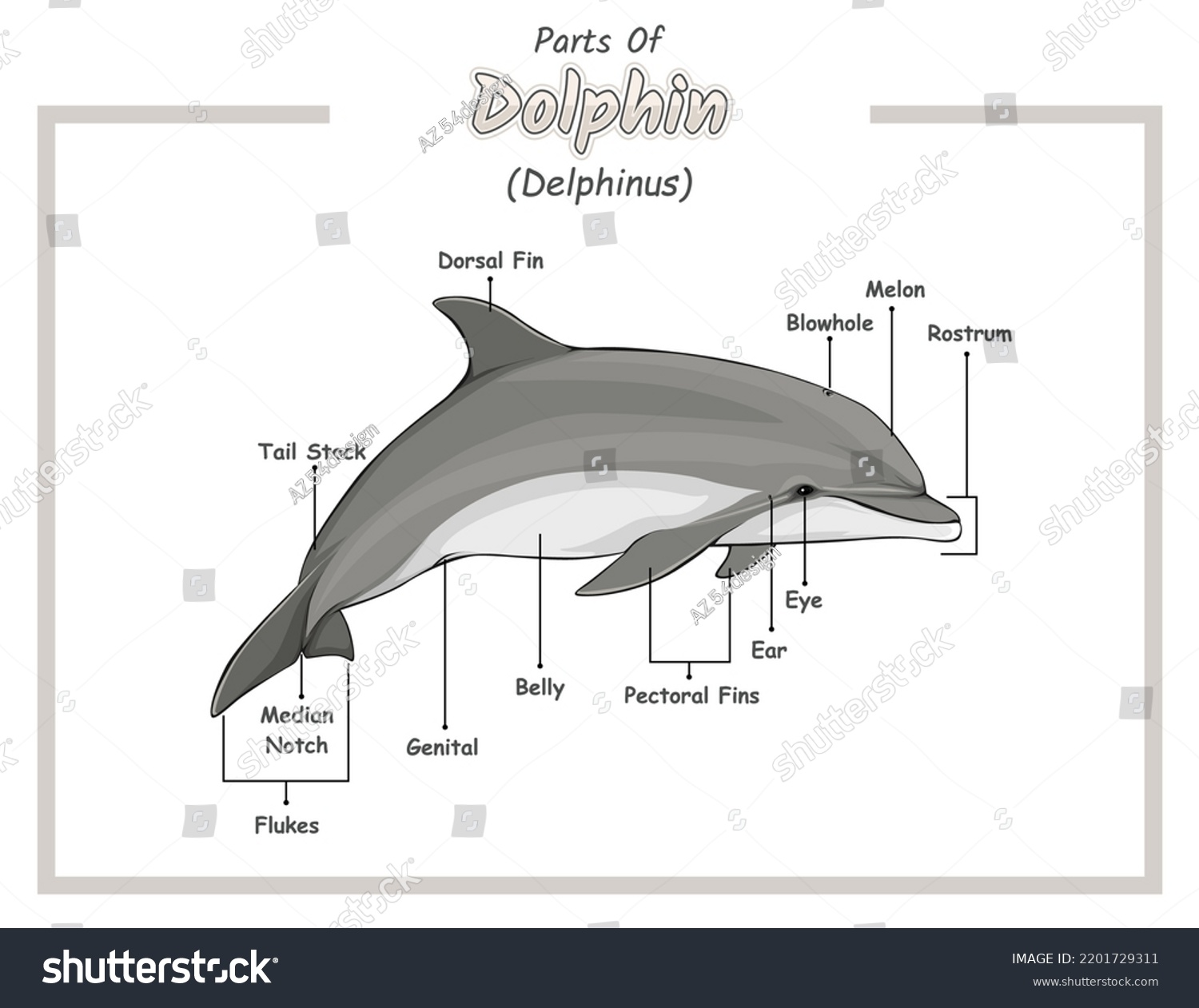 Dolphin easy royalty