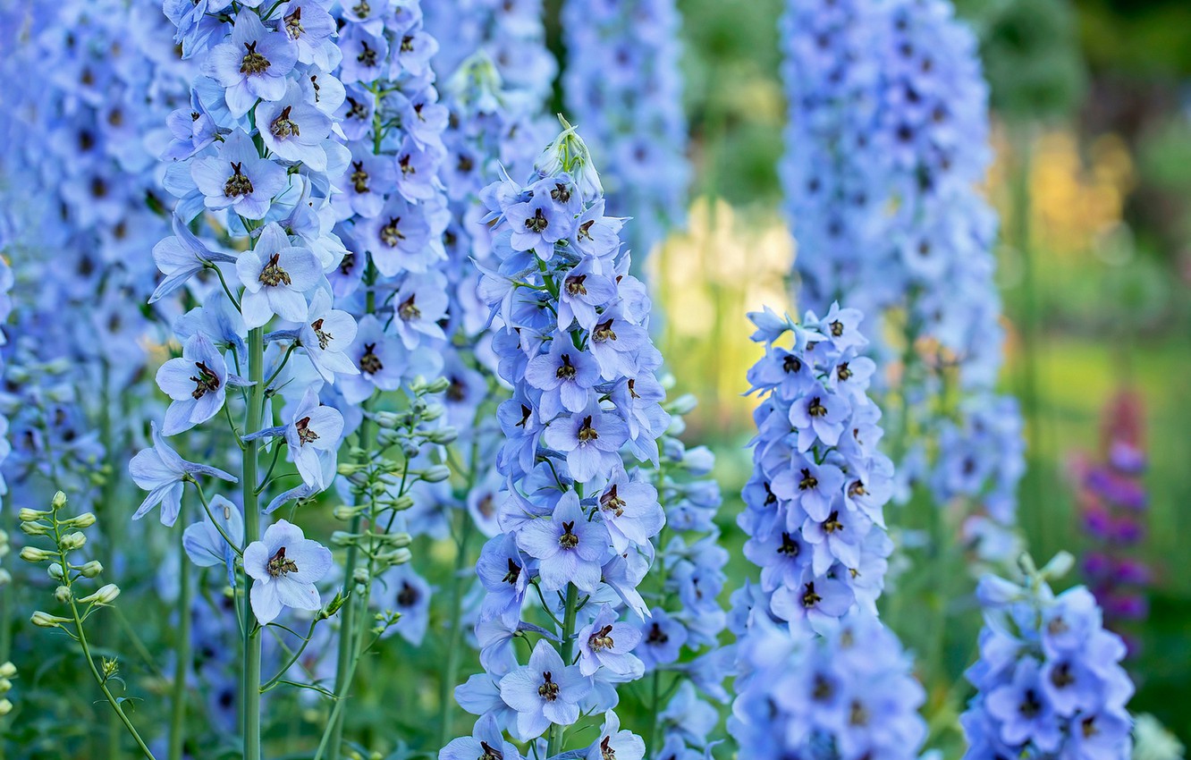 Wallpaper macro blue inflorescence delphinium larkspur images for desktop section ñððµññ