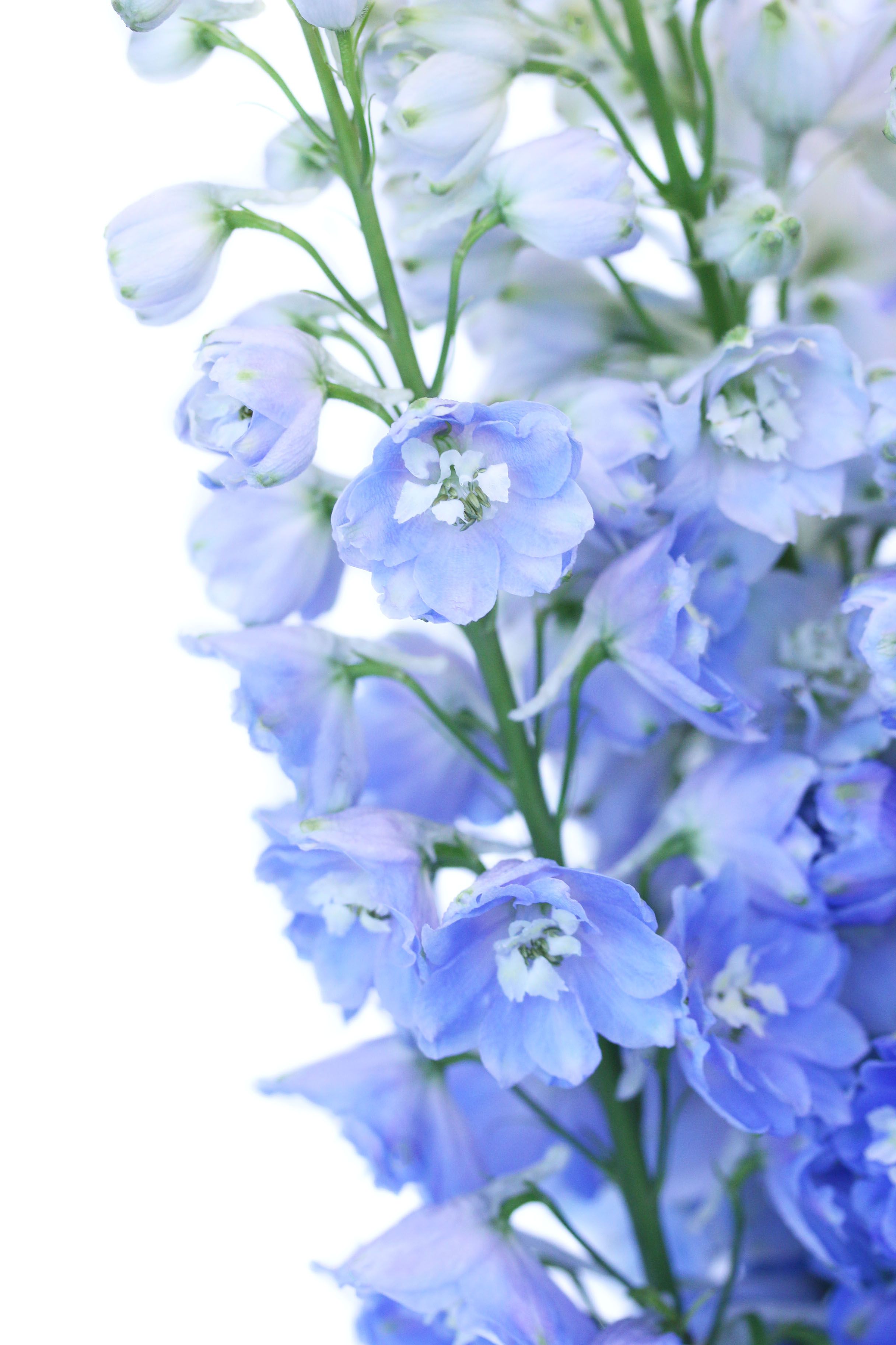 Light blue delphinium wallpapers