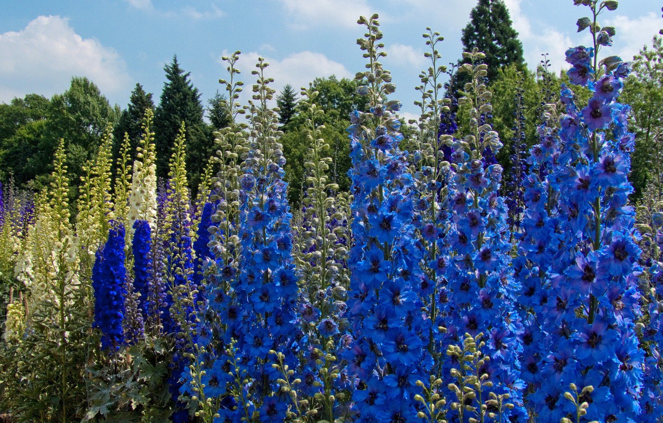 Wallpaper flowers lilac delphinium larkspur images for desktop section ñððµññ