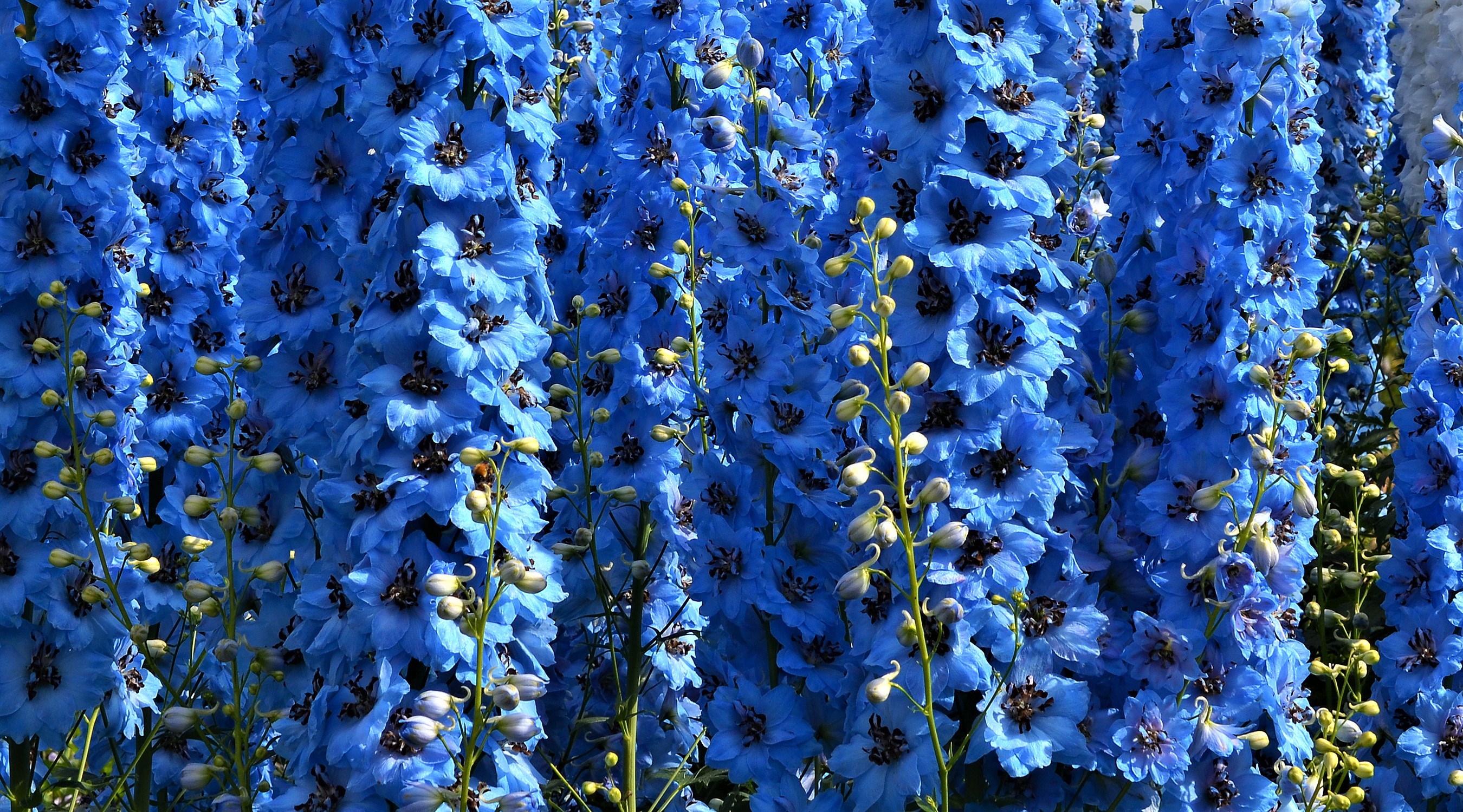 Blue delphinium