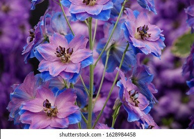 Delphinium images stock photos vectors