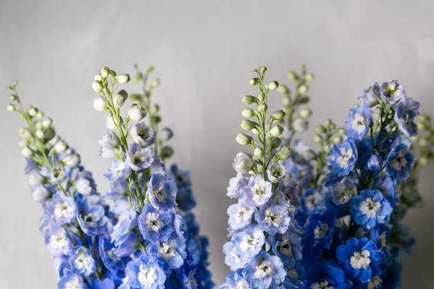 Delphinium stock photos pictures royalty