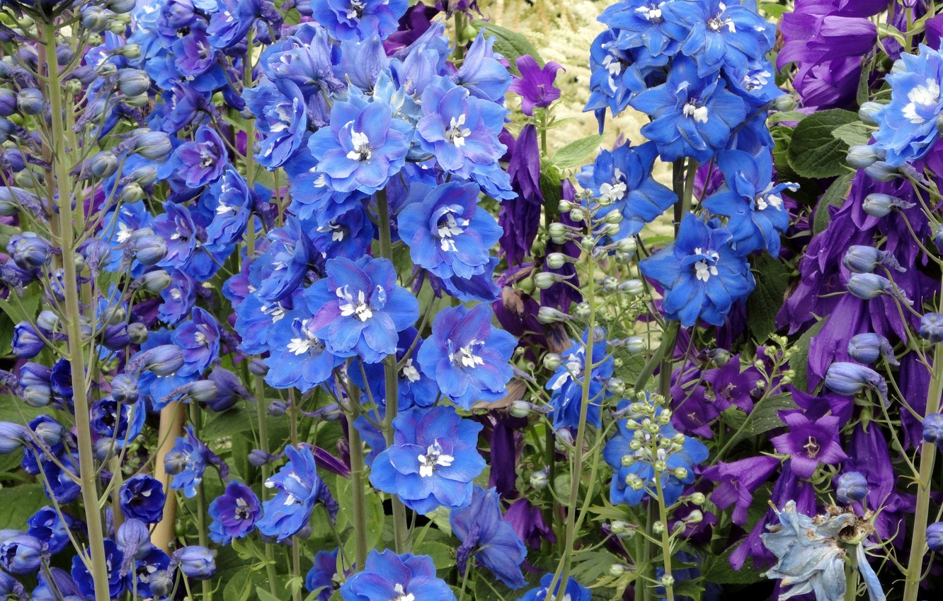 Wallpaper flowers blue flowers delphinium images for desktop section ñððµññ