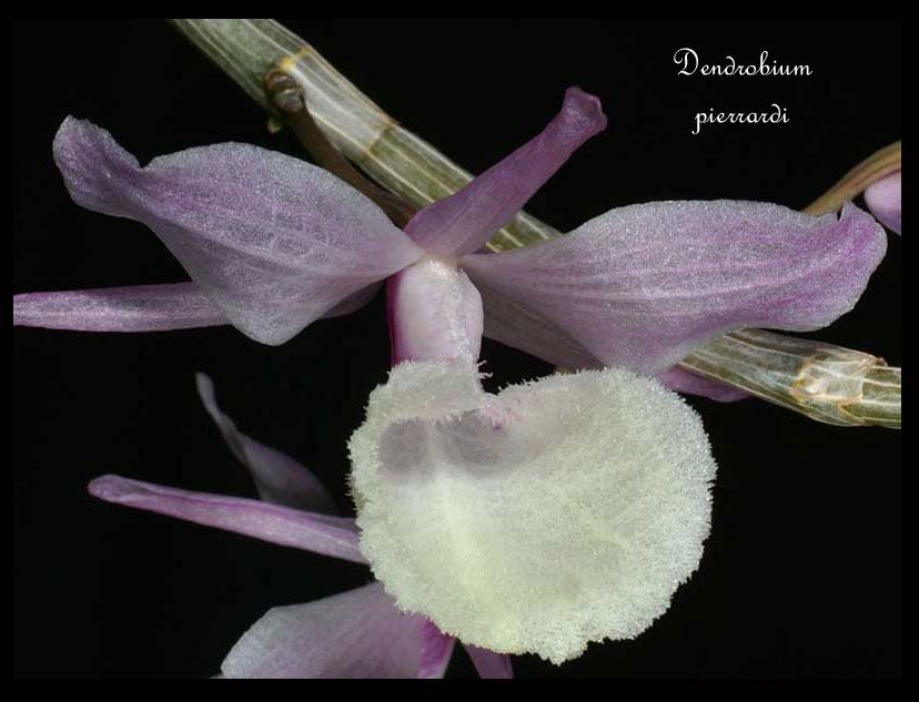 Dendrobium pierardii orchids orchid flower orchid images