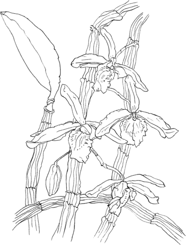 Dendrobium nobile orchid coloring page free printable coloring pages