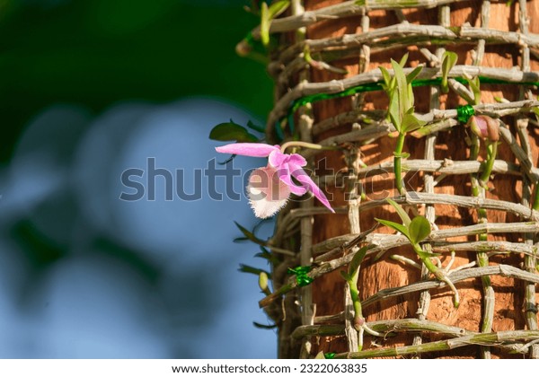 Dendrobium aphyllum dendrobium pierardii aphyllum cucullatum stock photo