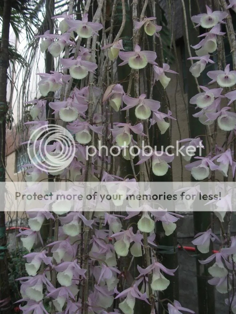 Dendrobium cucullatum flowering in our garden collectors connection