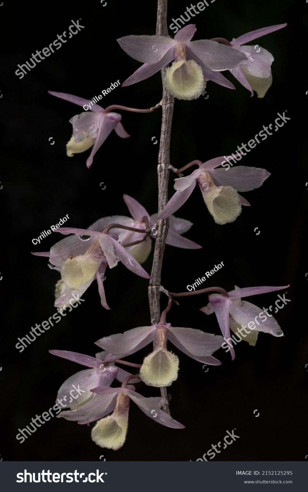 Dendrobium royalty