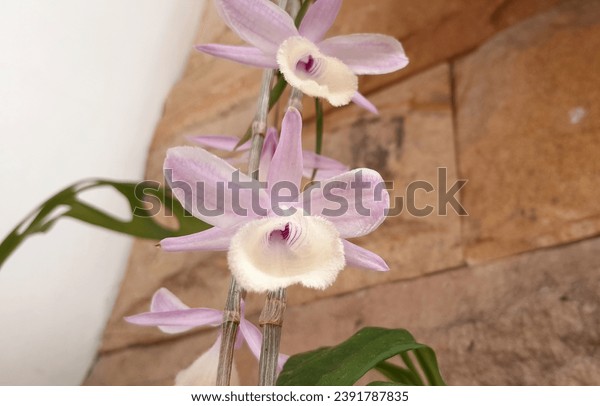 Dendrobium aphyllum royalty