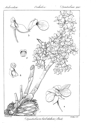 Dendrobium barbatulum coloring page free printable coloring pages