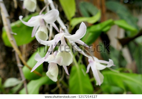 Dendrobium aphyllum dendrobium pierardii aphyllum cucullatum stock photo