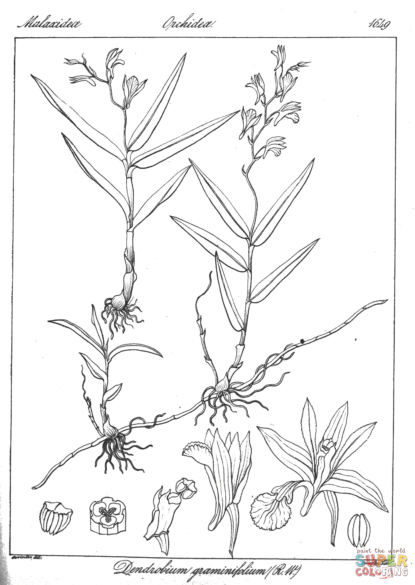 Dendrobium graminifolium coloring page free printable coloring pages