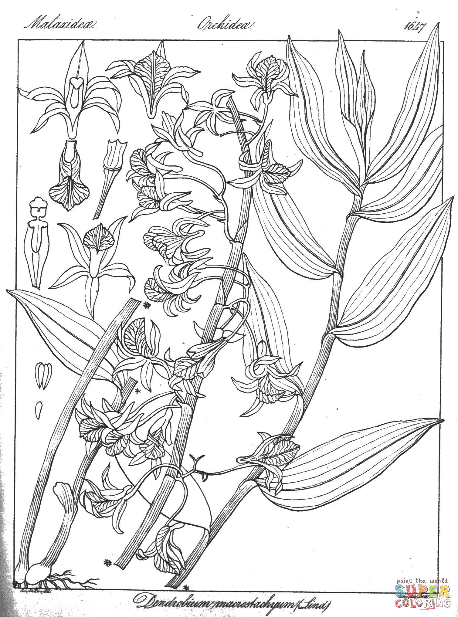 Dendrobium macrostachyum coloring page free printable coloring pages