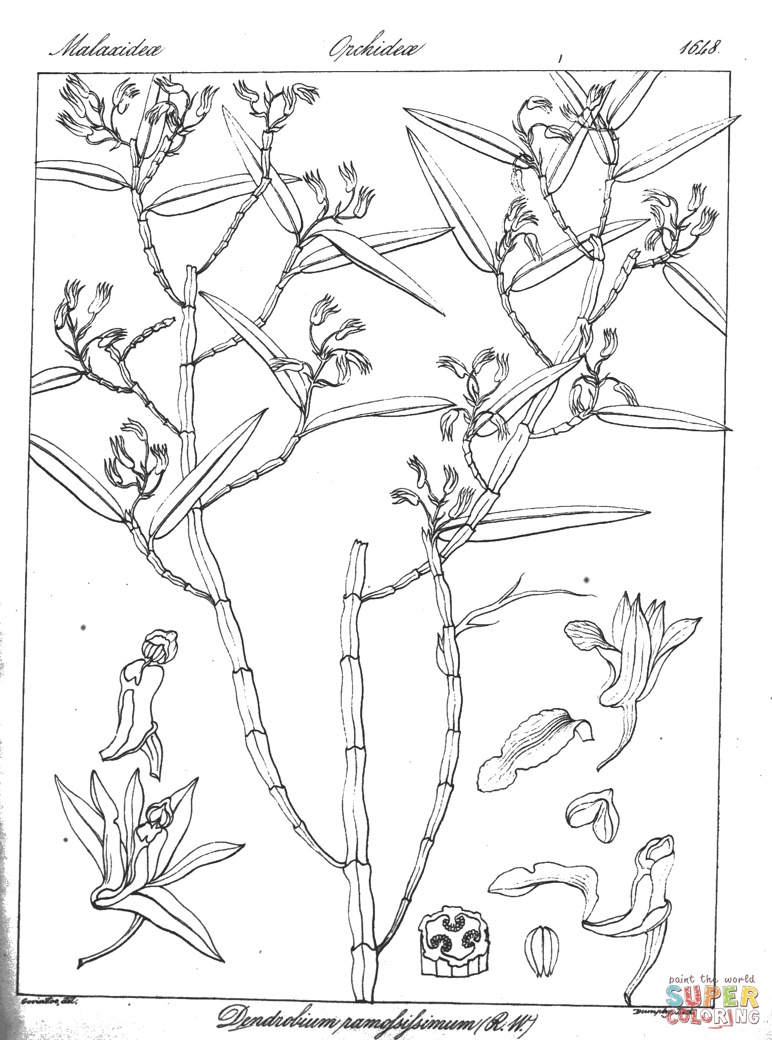 Dendrobium ramosissimum coloring page free printable coloring pages