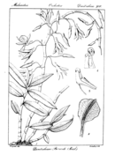 Dendrobium graminifolium coloring page free printable coloring pages