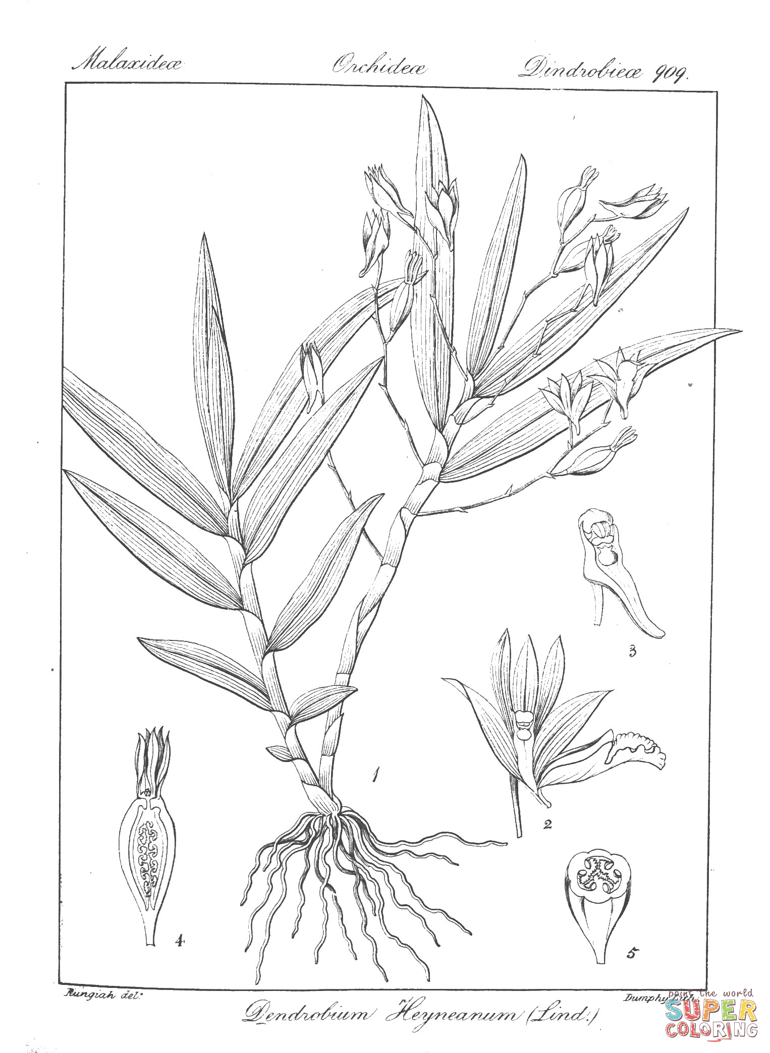 Dendrobium heyneanum coloring page free printable coloring pages