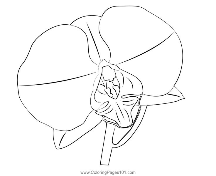 Dendrobium orchid flower coloring page dendrobium orchids flower coloring pages orchid flower