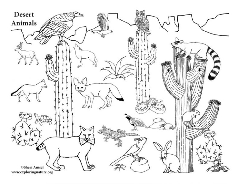 American desert animals more â coloring nature desert animals desert animals and plants desert animals activities