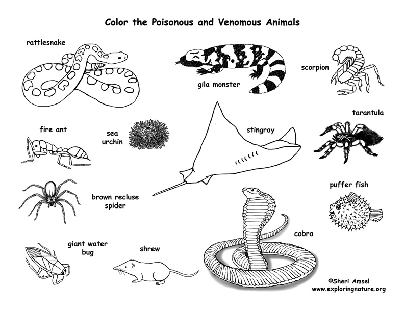 Venomous and poisonous animals coloring page
