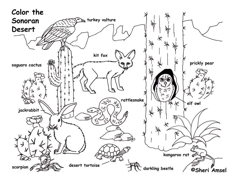 Desert animals coloring page desert animals and plants desert animals coloring desert animals