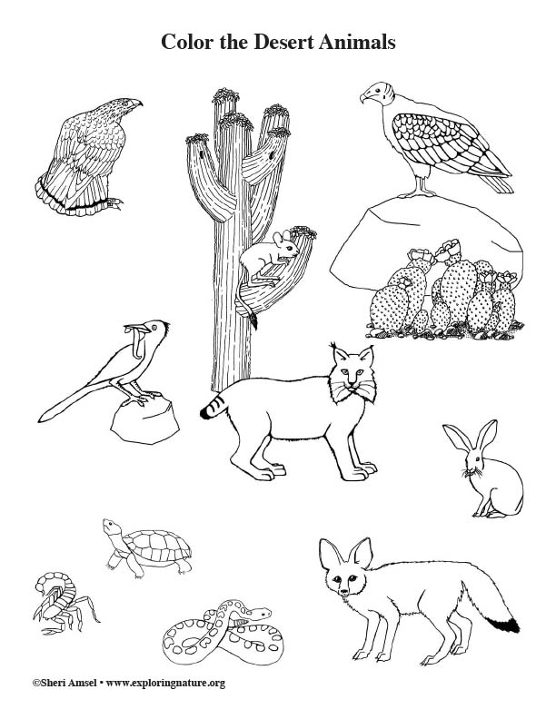 Desert animals coloring page