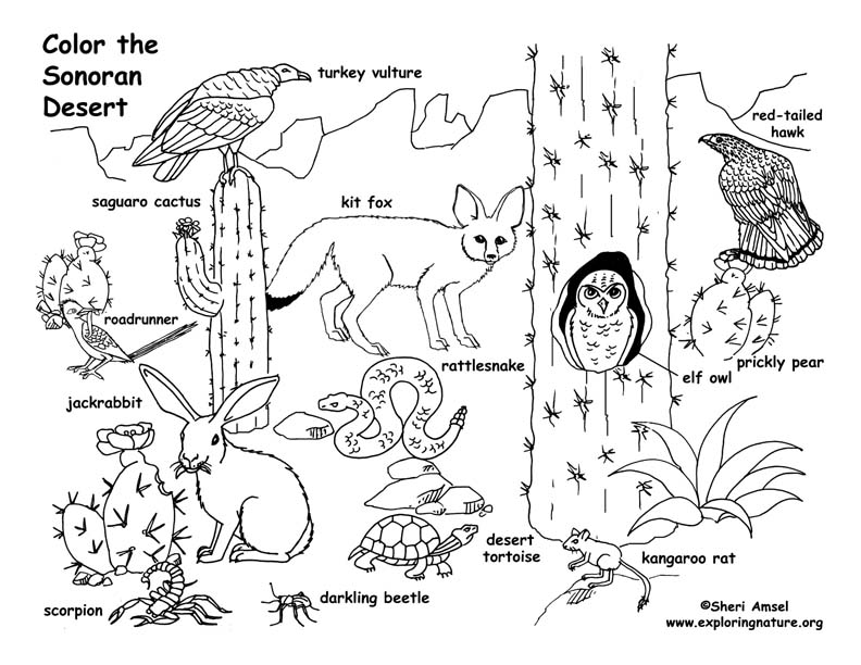 Desert animals in habitat coloring page