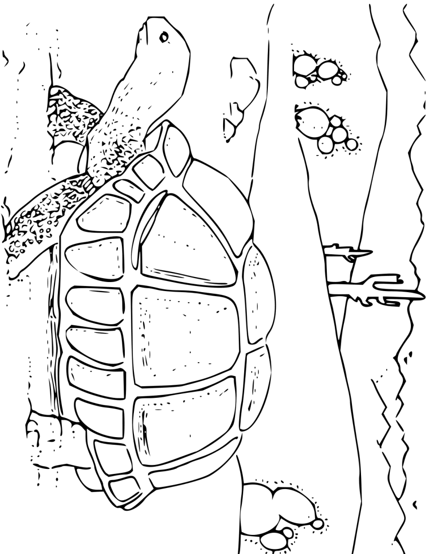 Coloring book desert tortoise