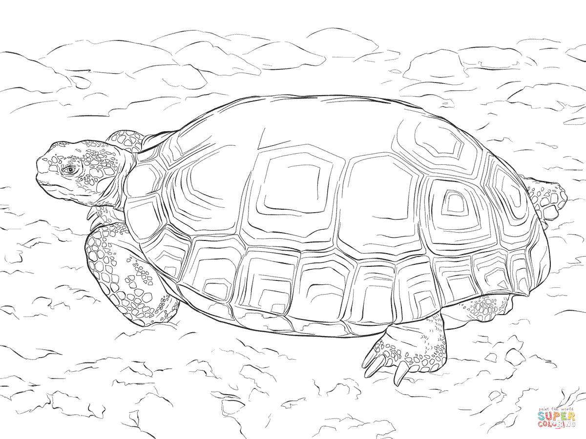 Agassizs desert tortoise coloring page free printable coloring pages