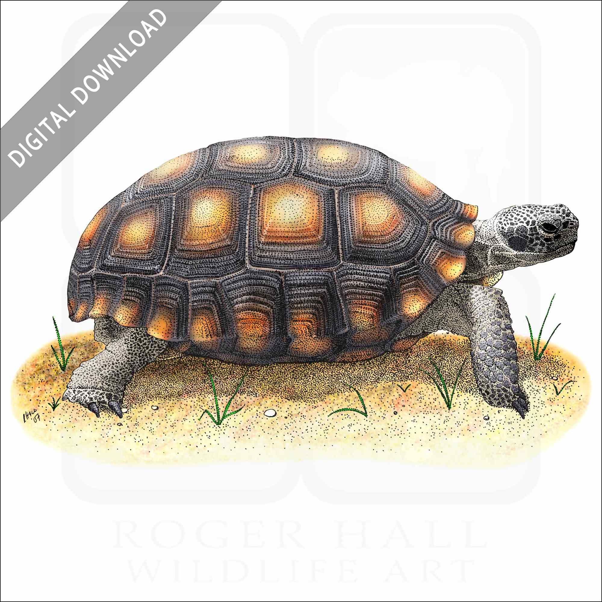 Stock art drawing of a desert tortoise