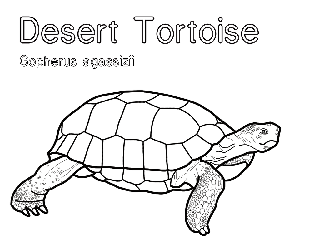 Desert tortoise coloring page