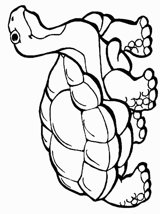 Download or print this amazing coloring page desert tortoise coloring page