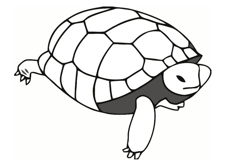 Coloring page tortoise