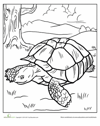 Tortoise worksheet education coloring pages tortoise colouring pages