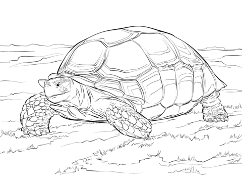 Sulcata tortoise coloring page free printable coloring pages sulcata tortoise animal coloring pages coloring pages