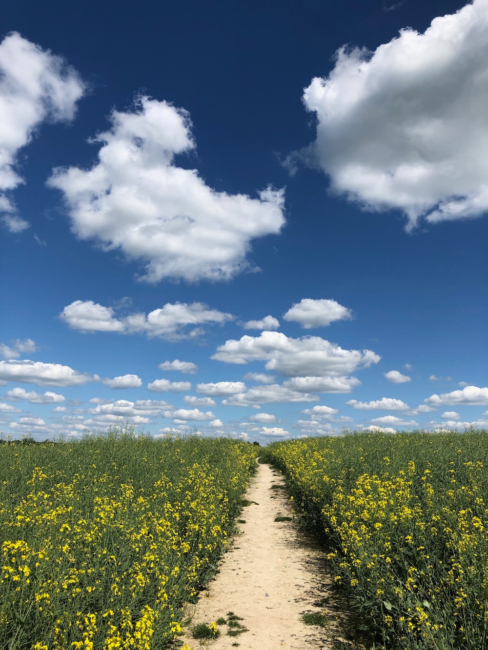 Desire path surrounded with plants photo â free image on