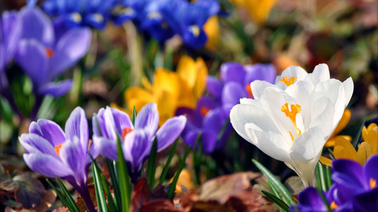 Crocus wallpapers hd desktop and mobile backgrounds