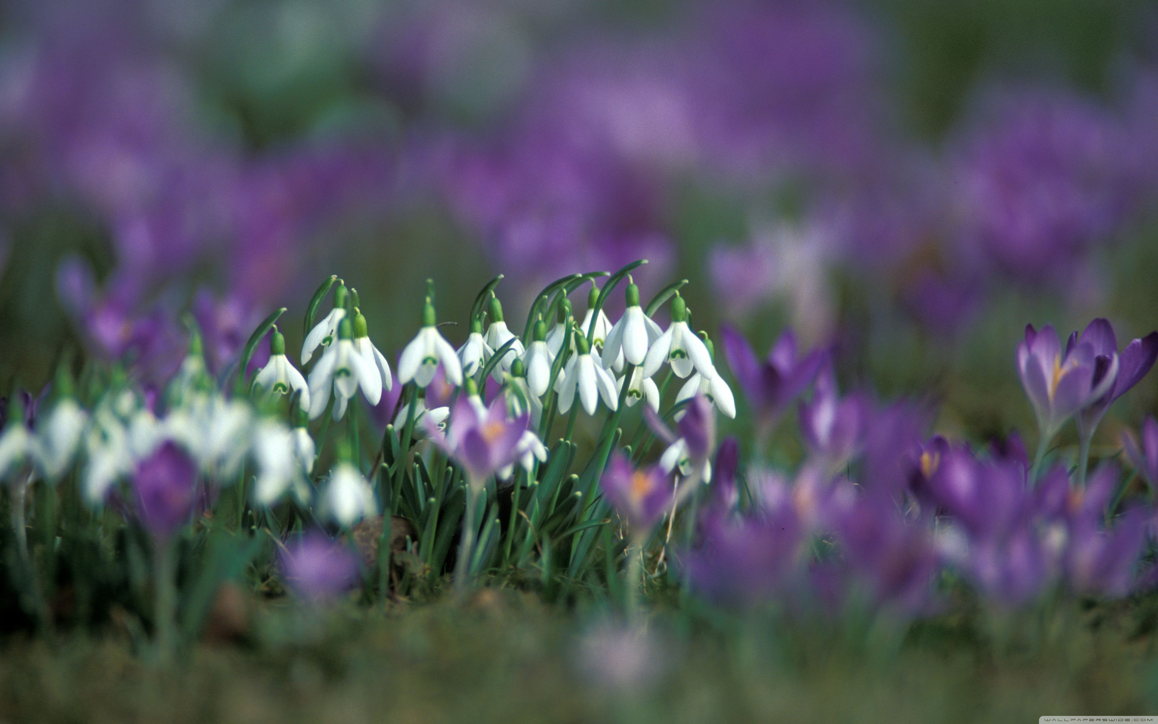 Snowdrops and crocuses wallpapers